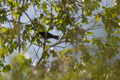 Corvus enca celebensis