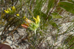 Aspalathus tridentata tridentata