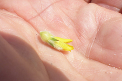 Aspalathus tridentata tridentata