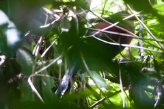 Rhamphococcyx calyorhynchus