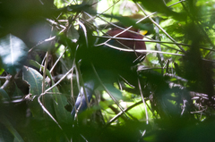 Rhamphococcyx calyorhynchus