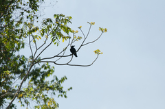 Corvus enca celebensis