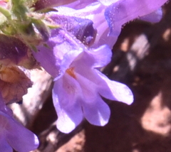 Penstemon crandallii