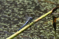 Erythemis simplicicollis