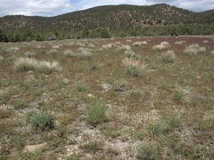 Polyctenium fremontii
