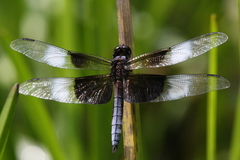 Libellula luctuosa
