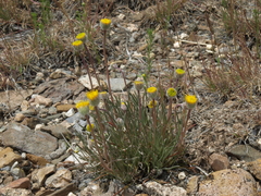 Erigeron bloomeri bloomeri