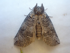 Euthyatira semicircularis