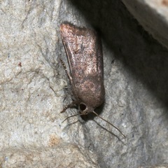 Athetis stellulata