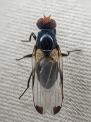 Seioptera