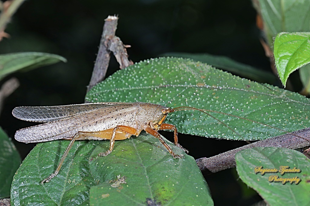 Oxylakis javanicus
