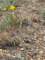 Boechera puberula