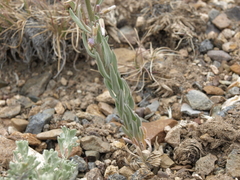 Boechera puberula