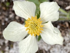 Anemonastrum zephyrum