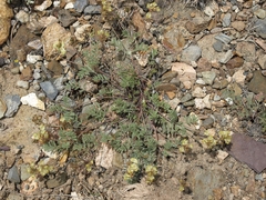 Astragalus obscurus