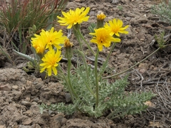 Crepis occidentalis pumila