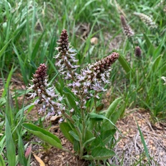 Veronica plantaginea