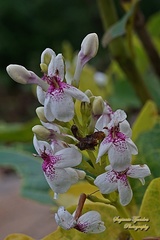 Pseuderanthemum maculatum