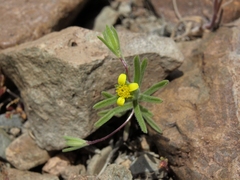 Rigiopappus leptocladus