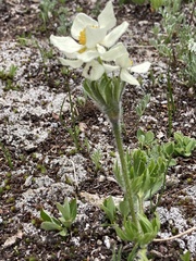 Anemonastrum zephyrum