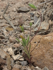 Rigiopappus leptocladus