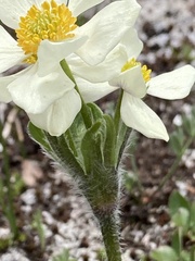 Anemonastrum zephyrum