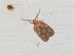 Agonopterix robiniella