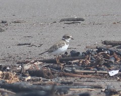 Charadrius semipalmatus