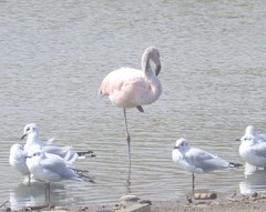 Phoenicopterus chilensis
