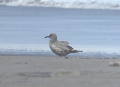 Leucophaeus modestus