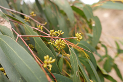 Eucalyptus radiata radiata