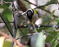 Melithreptus gularis laetior