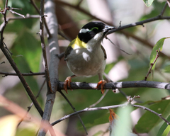 Melithreptus gularis laetior