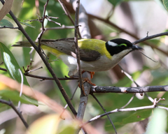 Melithreptus gularis laetior