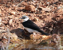 Cissomela pectoralis