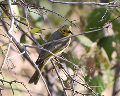 Ptilotula flavescens