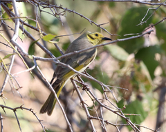 Ptilotula flavescens