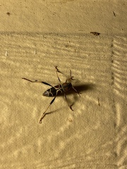 Neoclytus mucronatus