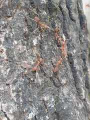 Oecophylla smaragdina