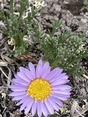 Erigeron pinnatisectus