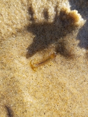 Pentidotea montereyensis