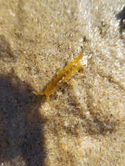 Pentidotea montereyensis