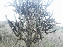 Armatocereus cartwrightianus