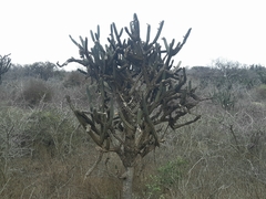 Armatocereus cartwrightianus