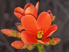 Jatropha nudicaulis