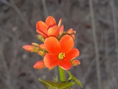 Jatropha nudicaulis