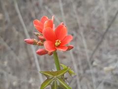 Jatropha nudicaulis