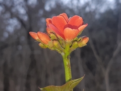 Jatropha nudicaulis