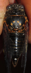 Okanagana sequoiae