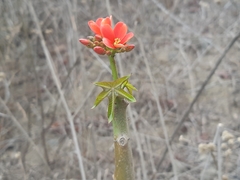 Jatropha nudicaulis